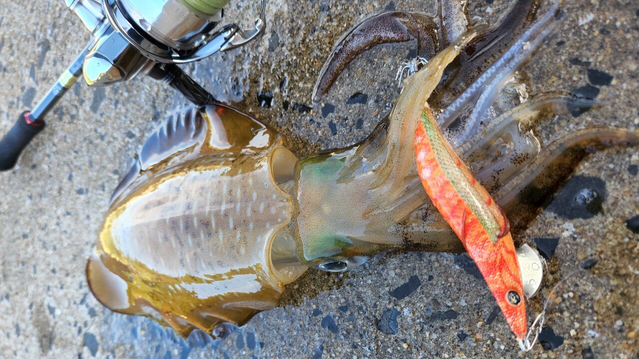 ゼロから始める秋イカエギング入門マニュアル】基礎知識と実践